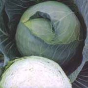 Капуста белокочанная капуста свежая капуста свежие овощи овощи продам продажа купить закупка экспорт Украина недорого фото