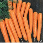 Морковь Болеро фото