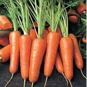 Морковь оптом с поля. От производителя. фотография