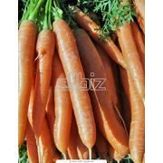 Морковь оптом плодоовощные культуры морковка купить