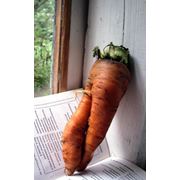 Морковка продажа мелким, средний опт. Киев, Киевская обл. фото