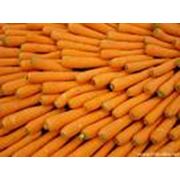 Морковь сорт НАПОЛИ (Отличное качество!!!)
