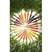 Морковь в Украине купить морковь оптом фото