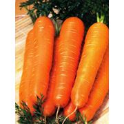 Семена на вес Морковь Нантская фотография