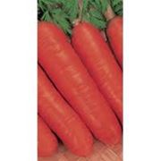 Морковь Аленка (Луганск) семена моркови семя моркови семена моркови купить сорта моркови семена продажа семян цена на семена.