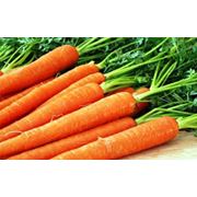 Морковь Плодоовощные культуры фото