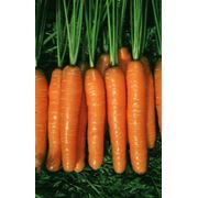 Морковь оптом из Украины экспорт фото