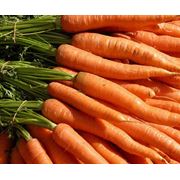 Морковь продажа