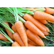 Заготовка и реализация агропродукции морковь фото