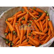 Морковь урожая 2012продажа моркови оптом по выгодным ценам