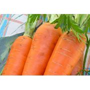 Морковь Нерак фотография