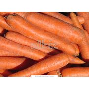 Морковь “Шантоне“ и “Абако“ фотография