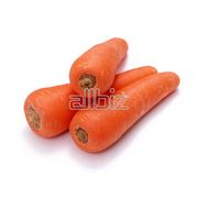 Морковь Шантоне Оптом фото
