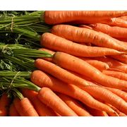 Морковь свежая продажа оптом фотография