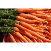 Морковь наша компания ООО “Фрукт Компани“ продает овощи оптом. Пишите звоните уточняйте цену заказываете. фото