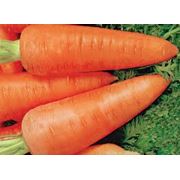 Морковь сорта Абако от производителя из Херсонской области