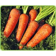 Столовые корнеплоды морковь свежая морковь овощи свежие овощи продукты продукты питания экспорт Украина купить продажа продам фото
