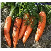 Морковь. Морковь купить. фото