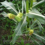 Семена кукурузы Изг Уаан Солонянский 298 СВ фото