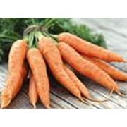Морковь продаем фото