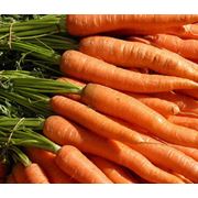 Морковь (Киев) свежая морковь купить морковь цена на морковь продажа моркови продажа моркови оптом. фото