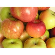 Яблоки осенние оптом в Украине Купить Цена Фото фото