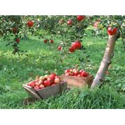 Яблоки голден Кинг - Джона - Голд и Голден Делишес фото