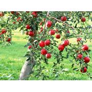 Яблоки летние в Украине Купить Цена Фото