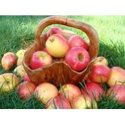 Яблоки осенние на экспорт