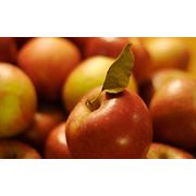 Яблоки осенние в Украине Купить Цена Фото
