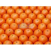 Апельсины Оптом фото