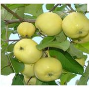 Яблоки Антоновка