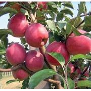 Яблоки не обработанные средствами защиты новый натуральный сорт - Ревена фото