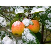 Яблоки зимние в Украине Купить Цена Фото