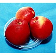 яблоки сорт «ПЕРЛИНА КИЕВА»