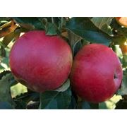 Яблоки зимние