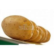 Картофель среднепоздний купить овощи можно у нас-морковь свекла лук капуста яблоки оптовая продажа