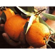 Апельсины Украина