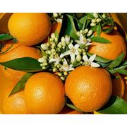 Свежие фрукты Апельсин фото
