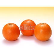 Апельсины оптом в Украине Купить Цена Фото