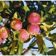 Яблоки мелкоплодные