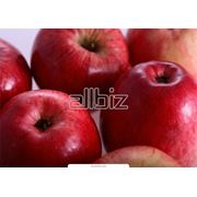 Яблоки натуральные оптом в Украине Купить Цена Фото фото
