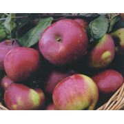 Яблоки натуральные Орловская гирлянда фото