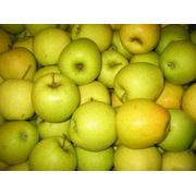 Яблоки зимние оптом в Украине Купить Цена Фото фото