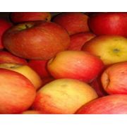 Яблоки зимние из Винничины оптом фото