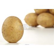 Картошка оптом Донецк фотография