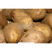 Картофель оптом. фото
