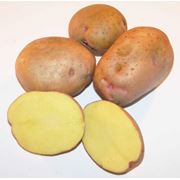 Картофель семенной. “Поліське джерело“ фотография