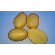 Свежий картофель Рикеа фото