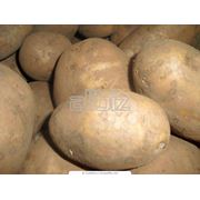 Картофель семенной оптом Картофель семенной от производителя Картофель семенной экспорт Картофель семенной по хорошим ценам.